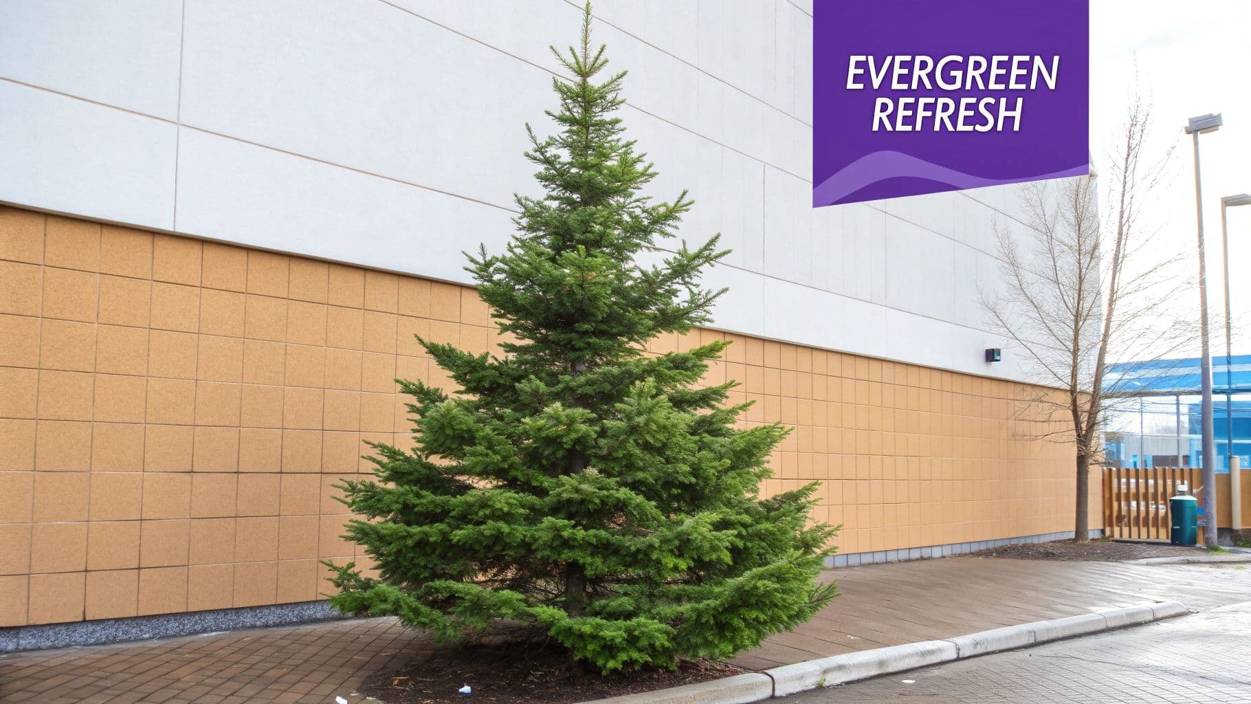 4\. Evergreen Refreshing